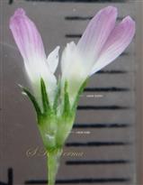  Flowers (see Calyx)